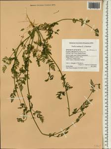 Torilis nodosa (L.) Gaertn., South Asia, South Asia (Asia outside ex-Soviet states and Mongolia) (ASIA) (Cyprus)