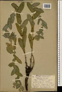 Cerinthe minor L., Caucasus, Stavropol Krai, Karachay-Cherkessia & Kabardino-Balkaria (K1b) (Russia)