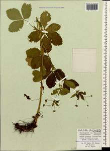 Potentilla elatior Willd. ex Schltdl., Caucasus, Krasnodar Krai & Adygea (K1a) (Russia)