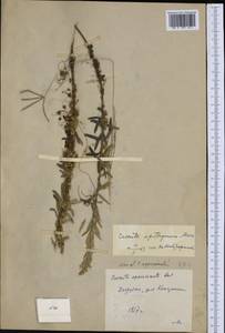 Cuscuta epithymum (L.) L., Western Europe (EUR) (Romania)