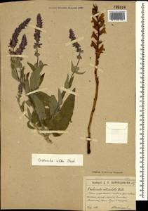Orobanche alba Steph. ex Willd., Crimea (KRYM) (Russia)