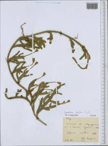 Lycopodium clavatum L., Siberia, Russian Far East (S6) (Russia)