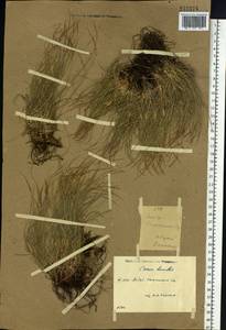 Carex humilis Leyss., Siberia, Altai & Sayany Mountains (S2) (Russia)