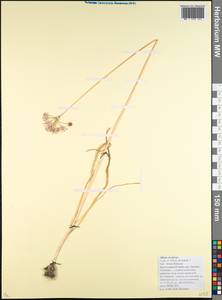 Allium decipiens Fisch. ex Schult. & Schult.f., Caucasus, Black Sea Shore (from Novorossiysk to Adler) (K3) (Russia)