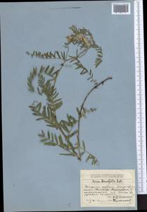 Vicia tenuifolia Roth, Middle Asia, Dzungarian Alatau & Tarbagatai (M5) (Kazakhstan)