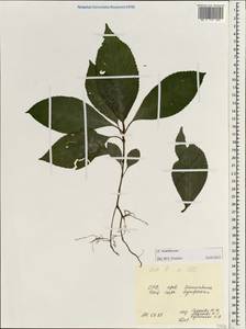 Acanthaceae, South Asia, South Asia (Asia outside ex-Soviet states and Mongolia) (ASIA) (Vietnam)