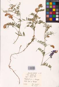 Vicia cracca L., Eastern Europe, Northern region (E1) (Russia)