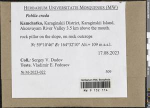 Pohlia cruda (Hedw.) Lindb., Bryophytes, Bryophytes - Chukotka & Kamchatka (B21) (Russia)