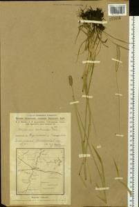 Alopecurus arundinaceus Poir., Siberia, Western Siberia (S1) (Russia)