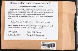 Dicranum fuscescens Turner, Bryophytes, Bryophytes - Russian Far East (excl. Chukotka & Kamchatka) (B20) (Russia)
