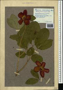 Paeonia caucasica (Schipcz.) Schipcz., Caucasus, Krasnodar Krai & Adygea (K1a) (Russia)