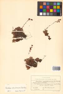 Saxifraga cherlerioides D. Don, Siberia, Russian Far East (S6) (Russia)