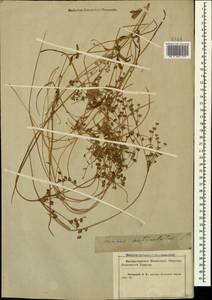 Juncus articulatus L., Caucasus, Krasnodar Krai & Adygea (K1a) (Russia)