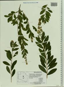 Spiraea alba, Eastern Europe, North-Western region (E2) (Russia)