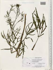 Falcaria vulgaris Bernh., Eastern Europe, North-Western region (E2) (Russia)