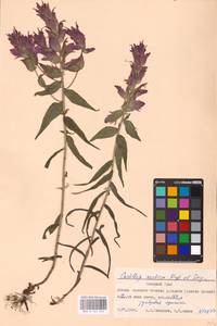 MHA 0 161 296, Castilleja arctica, Siberia, Western Siberia (S1) (Russia)