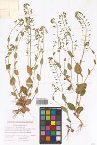 Microthlaspi perfoliatum (L.) F.K.Mey., Eastern Europe, Rostov Oblast (E12a) (Russia)