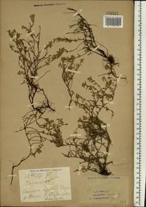 Thymus bashkiriensis Klokov & Des.-Shost., Eastern Europe, Eastern region (E10) (Russia)