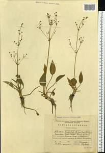 Alisma plantago-aquatica subsp. orientale (Sam.) Sam., Siberia, Baikal & Transbaikal region (S4) (Russia)