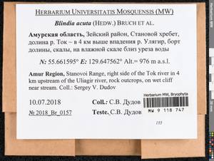 Blindia acuta (Hedw.) Bruch & Schimp., Bryophytes, Bryophytes - Russian Far East (excl. Chukotka & Kamchatka) (B20) (Russia)