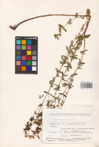 Hypericum perforatum L., Eastern Europe, Middle Volga region (E8) (Russia)