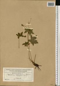 Geranium palustre L., Eastern Europe, Moscow region (E4a) (Russia)