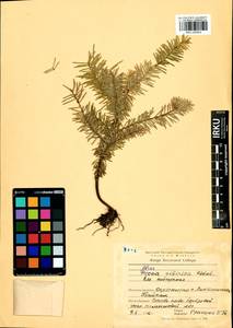 Abies sibirica Ledeb., Siberia, Baikal & Transbaikal region (S4) (Russia)