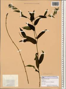 Aegonychon purpurocaeruleum (L.) Holub, Caucasus, Black Sea Shore (from Novorossiysk to Adler) (K3) (Russia)