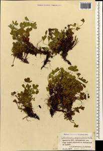 Sibbaldia parviflora Willd., Caucasus, Armenia (K5) (Armenia)