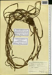 Sparganium gramineum Georgi, Eastern Europe, Moscow region (E4a) (Russia)