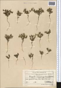 Lappula spinocarpos (Forssk.) Asch., Middle Asia, Muyunkumy, Balkhash & Betpak-Dala (M9) (Kazakhstan)