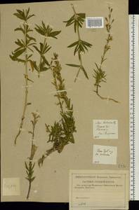 Silene tatarica (L.) Pers., Eastern Europe, Central region (E4) (Russia)