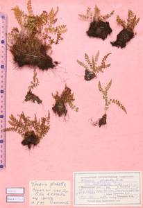 Woodsia pulchella Bertol., Siberia, Altai & Sayany Mountains (S2) (Russia)