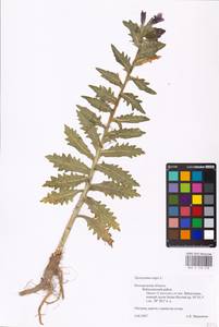MHA 0 158 618, Hyoscyamus niger L., Eastern Europe, Central forest-and-steppe region (E6) (Russia)