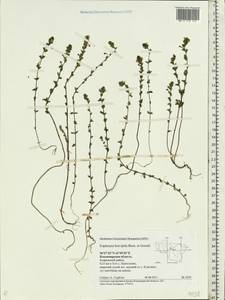 Euphrasia × vernalis List, Eastern Europe, Central region (E4) (Russia)