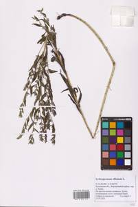 Lithospermum officinale L., Eastern Europe, Central region (E4) (Russia)