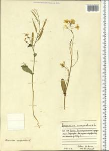 Brassica rapa subsp. sylvestris (L.) Janch., Eastern Europe, Northern region (E1) (Russia)