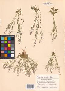 Polygala amarella Crantz, Eastern Europe, Moscow region (E4a) (Russia)