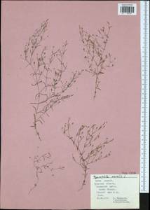 Psammophiliella muralis (L.) lkonn., Eastern Europe, Central region (E4) (Russia)