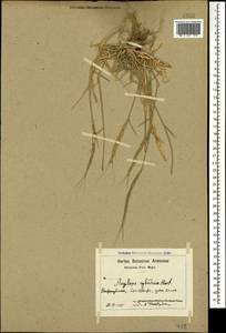 Aegilops cylindrica Host, Caucasus, Azerbaijan (K6) (Azerbaijan)