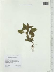 Amaranthus retroflexus L., Western Europe (EUR) (Germany)