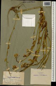 Hesperis matronalis L., Caucasus, Armenia (K5) (Armenia)