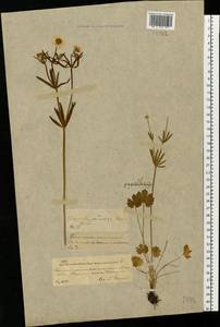 Ranunculus auricomus L., Eastern Europe, Central forest-and-steppe region (E6) (Russia)