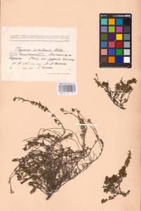 MHA 0 157 758, Thymus talijevii subsp. talijevii, Eastern Europe, Eastern region (E10) (Russia)