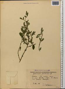 Chrysojasminum fruticans (L.) Banfi, Caucasus, Georgia (K4) (Georgia)
