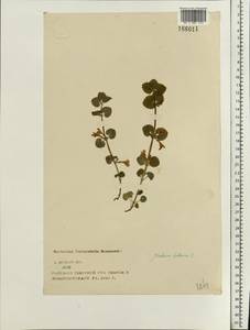 Glechoma hederacea L., Eastern Europe, North-Western region (E2) (Russia)