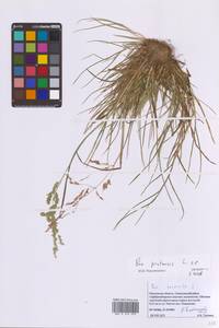 Poa pratensis L., Eastern Europe, Moscow region (E4a) (Russia)