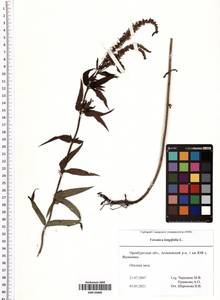 Veronica longifolia L., Eastern Europe, Eastern region (E10) (Russia)