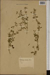 Medicago sativa subsp. varia (Martyn)Arcang., Western Europe (EUR) (Germany)