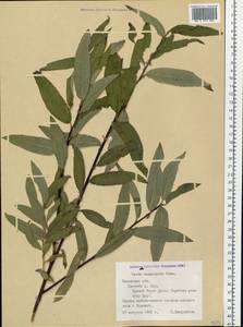 Salix gmelinii Pall., Siberia, Western Siberia (S1) (Russia)